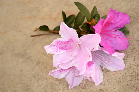 光ピンクの斑点のあるツツジの花の花粉や蜜を集める花の中心に熊蜂と葉クローズ アップ 熱帯気候に咲くツツジ シャクナゲの木 かなり自然の花のクローズ アップ の写真素材 画像素材 Image 光ピンクの斑点のあるツツジの花の花粉や蜜を集める花の中心に熊蜂と葉クローズ アップ 熱帯気候に咲くツツジ シャクナゲの木 かなり自然の花のクローズ アップ の写真素材 画像素材 Image