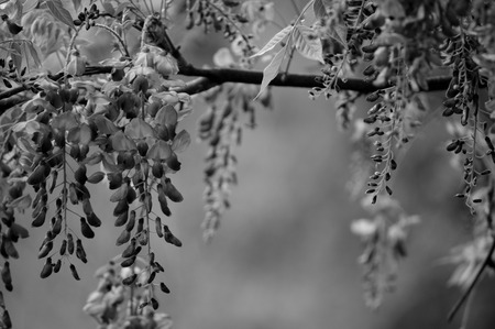 ぼやけている緑の葉を背景に枝からぶら下がっている紫色の藤の花の繊細なラベンダーの花びら の写真素材 画像素材 Image