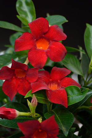 4 赤とオレンジ マンデビラ属の花は芽と黒の背景に緑の葉 5 枚の花弁 赤 トランペット形をしたオレンジ色の中心 花 ビロードのような花弁の明るいと暗い背景に緑の光沢のある葉 の写真素材 画像素材 Image 4 赤とオレンジ マンデビラ属の花は芽と黒の背景に緑の葉 5 枚の花弁 赤 トランペット形をしたオレンジ色の中心 花 ビロードのような花弁の明るいと暗い背景に緑の光沢のある葉 の写真素材 画像素材 Image