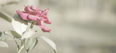 Funeral Background Stock Photos And Images 123rf