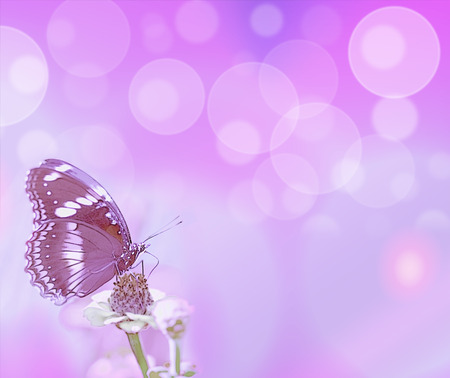 abstract purple bubbles and butterfly card background symbols for life hope love or loss - 62061692