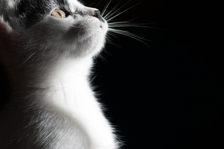 Cat on black background Stock Photo