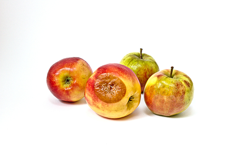 Bad apple with mold among edible apples
