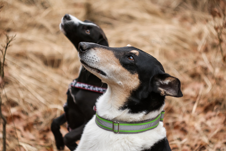 A Portrait Picture Of The Nice Colored Short Haired Collie And