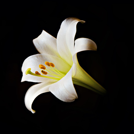 イースターまたは 11 月ユリ咲き 暗闇から出て設定します 琉球諸島に原産この花は復活とキリスト教文化の復活のシンボルです の写真素材 画像素材 Image