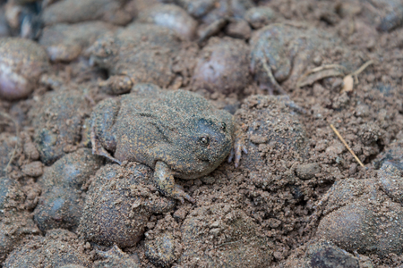 タイ食品市場の販売のためウシガエル の写真素材 画像素材 Image タイ食品市場の販売のためウシガエル の写真素材 画像素材 Image