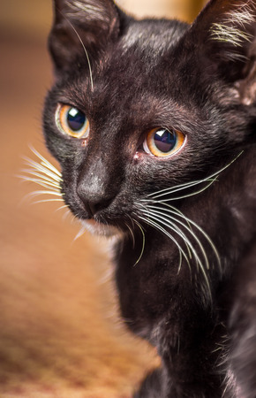 Chat Gros Plan Balle Dans La Tete Avec Pupille Dilatee Banque D Images Et Photos Libres De Droits Image