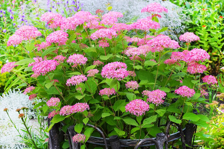 ピンクのアジサイの木品種 ピンクのアナベル 美しく丈夫な低木を開花装飾的な品種 の写真素材 画像素材 Image