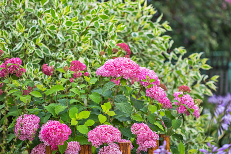 装飾的な庭の低木アジサイ ピンク ツリー 品種 ピンクのアナベル 開花期間 の写真素材 画像素材 Image 装飾的な庭の低木アジサイ ピンク ツリー 品種 ピンクのアナベル 開花期間 の写真素材 画像素材 Image