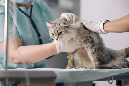 Veterinarians in latex gloves take care of ill cat on intravenous infusion in clinic Zdjęcie Seryjne