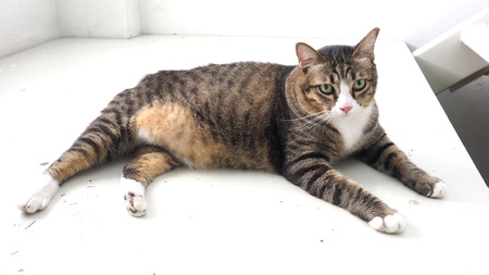 かわいいデブ猫は 白い階段の色フォントと Slepping を見て彼女 3 色を持っています の写真素材 画像素材 Image かわいいデブ猫は 白い階段の色フォントと Slepping を見て彼女 3 色を持っています の写真素材 画像素材 Image