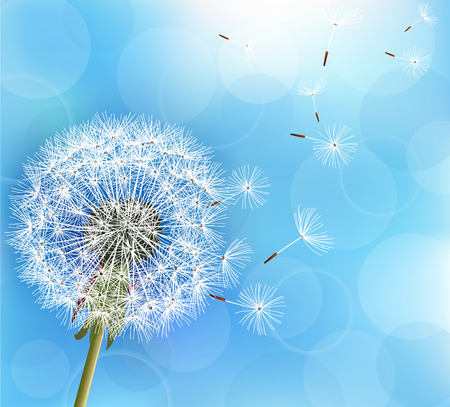 Sun flower: Trendy Natur hellblauen Hintergrund mit Blume Löwenzahn weht Samen. Stilvolle floral Sommer oder Frühling Tapete. Vektor-Illustration Illustration