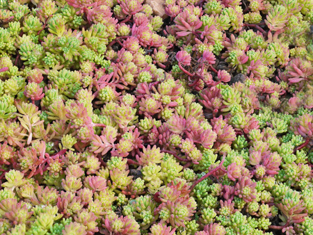 スペインのマンネングサ植物 セダム Hispanicum の花壇のクローズ アップ 緑の芽は カラフルな背景を形成します の写真素材 画像素材 Image スペインのマンネングサ植物 セダム Hispanicum の花壇のクローズ アップ 緑の芽は カラフルな背景を形成します の写真素材 画像素材 Image