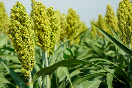 Enfoque suave selectivo del campo de sorgo en la luz del sol. Foto de archivo - 89590757