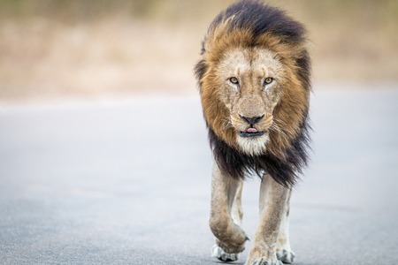 walking lion stock photos royalty free walking lion images