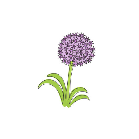 Single Continuous Line Drawing Beauty Fresh Allium Giganteum For Home Decor  Wall Art Poster Print. Decorative Globemaster Flower For Floral Card Frame.  Modern One Line Draw Design Vector Illustration Клипарты, SVG, векторы,