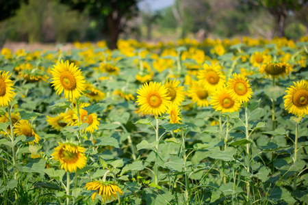 Sun flower: Sonnenblume in der Natur