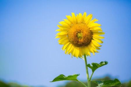 Sun flower: Sonnenblume in der Natur