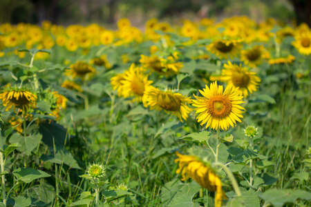 Sun flower: Sonnenblume in der Natur
