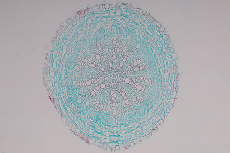 2 661 Plant Stem Cell Stock Photos And Images 123rf