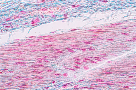 Learning Anatomy And Physiology Of Pseudostratified Columnar
