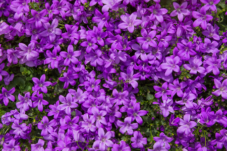 カンパニュラ ベルフラワー植物の鮮やかなライラック色の花のクローズ アップ の写真素材 画像素材 Image