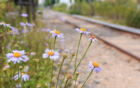 ソウル 韓国の鉄道に手持ち株の花 の写真素材 画像素材 Image