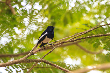 鳥と木の枝 公園の空に対して木の枝に止まっている鳥。の写真素材・画像素材 Image
