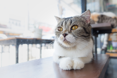 American Shorthair Sitting On Wooden Chair In Balcony And Looking