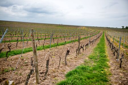 start a vineyard