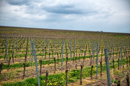start a vineyard