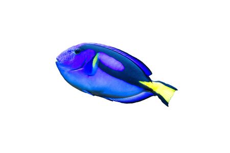 色鮮やかな黄色の分離唐魚 海洋タンクや水槽 全身側面図の人気のある熱帯魚 の写真素材 画像素材 Image
