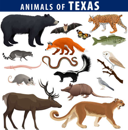 Vector set - animals of texas: black bear, puma, lynx, deer, skunk, bat, bass fish, armadillo, fox, mockingbird, barn owl, garter snake, opossum, salamander, racoon and butterfly Vector Illustration