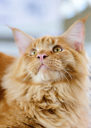 猫と犬 赤白トラ猫メインクーン クローズ アップの肖像画 選択と集中 自然な背景をぼかした写真 の写真素材 画像素材 Image