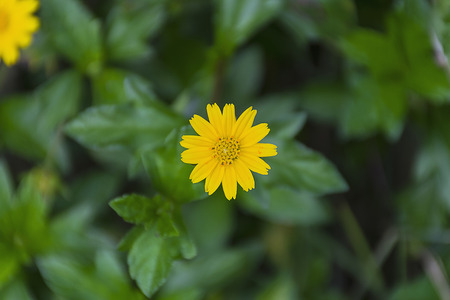 黄色い花 シンガポール Dailsy 近くの庭の小さな雑草を緑の葉します の写真素材 画像素材 Image 黄色い花 シンガポール Dailsy 近くの庭の小さな雑草を緑の葉します の写真素材 画像素材 Image