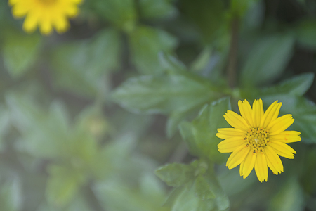 黄色い花 シンガポール Dailsy 近くの庭の小さな雑草を緑の葉します の写真素材 画像素材 Image 黄色い花 シンガポール Dailsy 近くの庭の小さな雑草を緑の葉します の写真素材 画像素材 Image