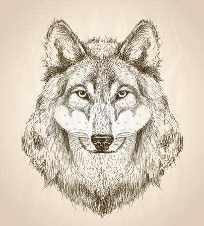 Wolf Head のイラスト素材 ベクター 123rf