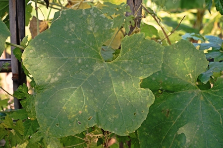 キュウリ葉病 キュウリ の写真素材 画像素材 Image キュウリ葉病 キュウリ の写真素材 画像素材 Image