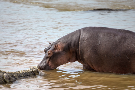 ワニを食べるカバの死体でクルーガー国立公園 の写真素材 画像素材 Image 3701