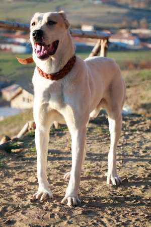 若いアラバイと言う犬犬の小さな山の村の近くのポーズ の写真素材 画像素材 Image