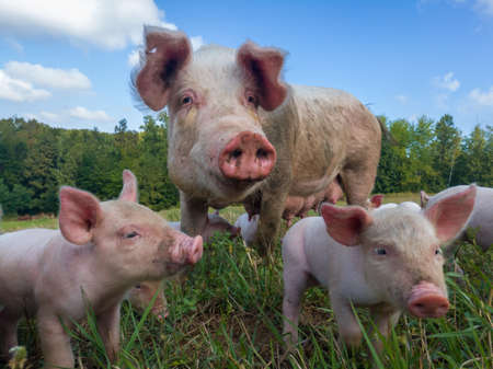 Sow watches the piglets in the meadow. organic piggies on the organic rural farm. rural piglets roam in field. squeakers graze grass and plow the ground. newborn pigs in the pasture.