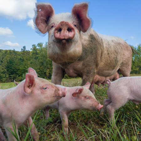 Sow watches the piglets in the meadow. organic piggies on the organic rural farm. rural piglets roam in field. squeakers graze grass and plow the ground. newborn pigs in the pasture.