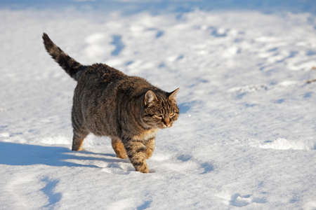 冬の降雪時に街の庭で雪の中を歩く黒猫。好きなペット。テキスト
