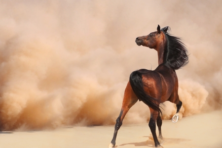 Cavalo na natureza paisagem no fundo do deserto horse power minha
