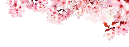 Dreamy cherry blossoms as a natural border, studio isolated on pure white background, panorama format - 55444278