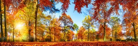Panorama of colorful trees in a park in autumn, a lively landscape with the sun shining through the foliage Stockfoto