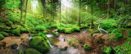 Enchanting panoramic forest scenery with soft light falling through the foliage, a stream with tranquil water and a heron