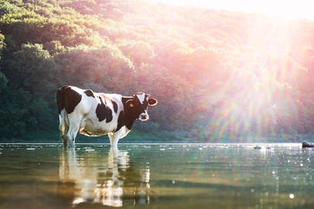 Cow watering in the river. animal photography Banco de Imagens