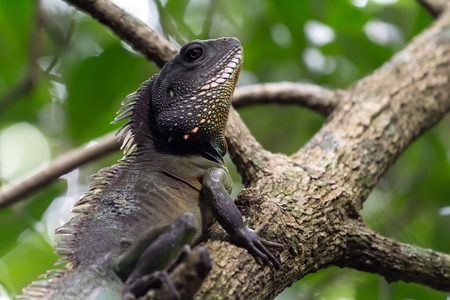 中国水ドラゴン ウォータードラゴン属 Cocincinus の枝に の写真素材 画像素材 Image