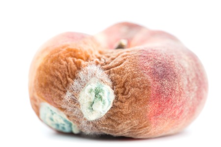 Mold growing on old peach, isolated on white background
